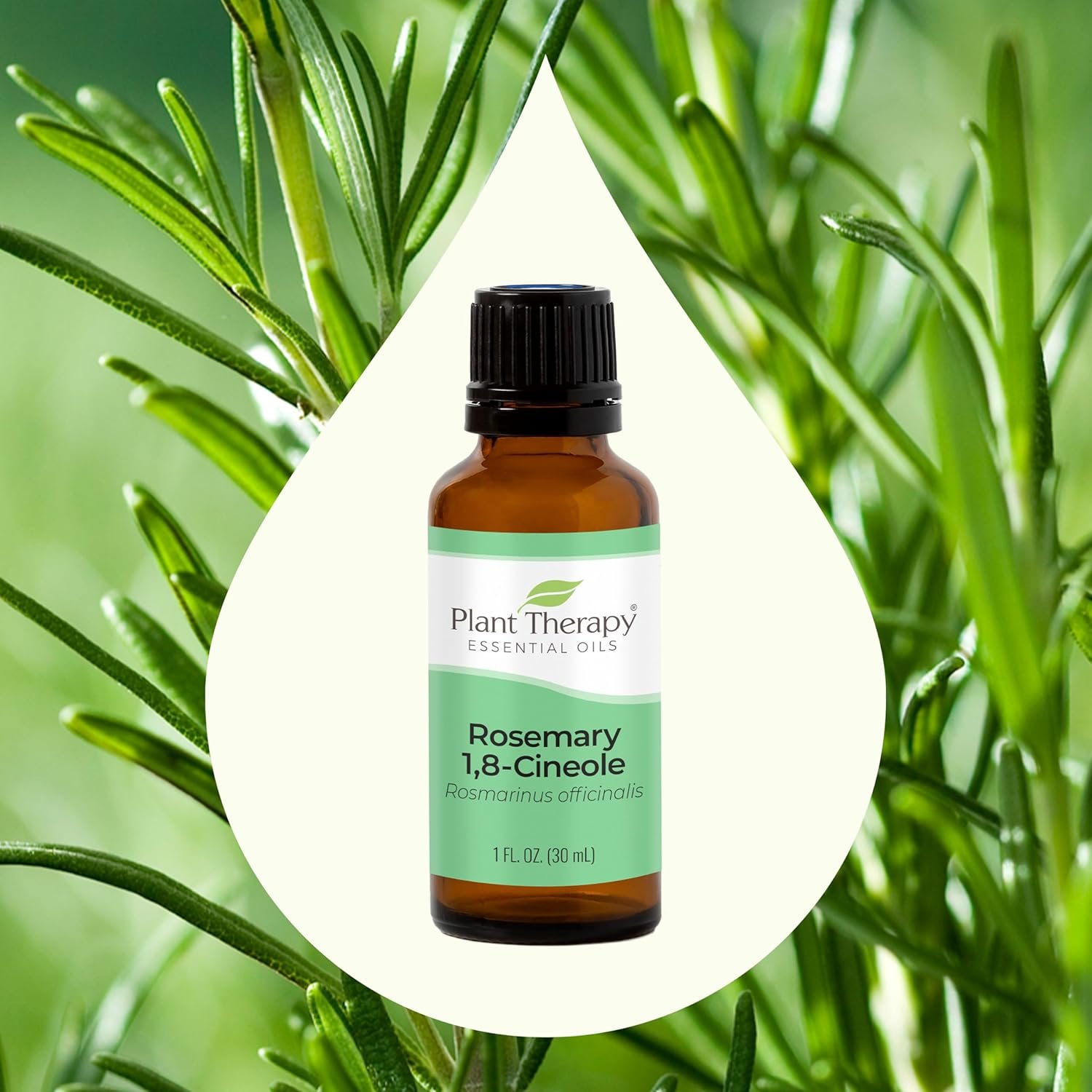 Plant Therapy Rosemary Essential Oil for Hair Growth, 100% Pure, Undiluted, Natural Aromatherapy for Diffuser & Rosemary Oil for Hair & Scalp, Therapeutic Grade 30 mL (1 oz) - Image 4